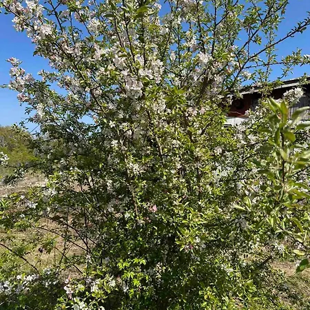 виктори Victory Campsite Shkorpilovtsi